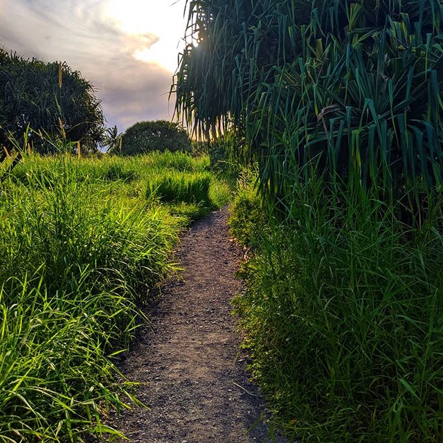 On the way to see some #hawaii pools #adventure #verde  #pathfinder #foliage  #wild #grass #roadtohana