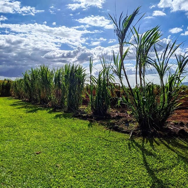 Blue skies and sugar canes ❤️