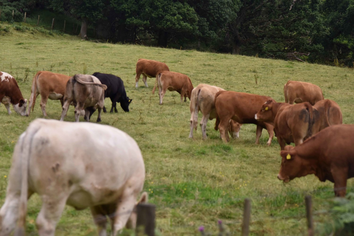 Cattle, Scottish highlands, Scotland, drive from Inverness to Loch Ness. Image©thingstodot.com