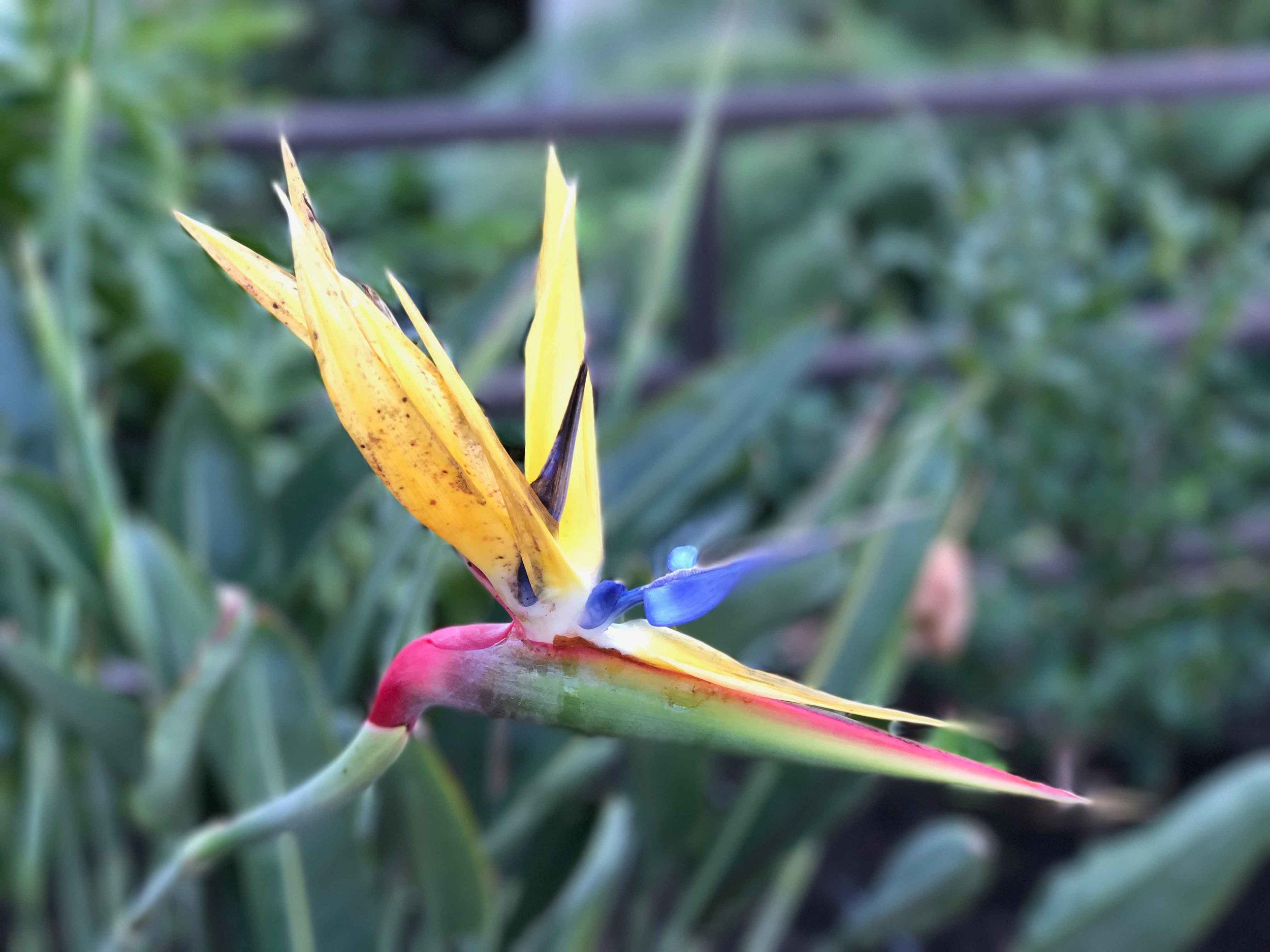 Depth of field effect with iPhone 7 Plus. Image©thingstodot.com