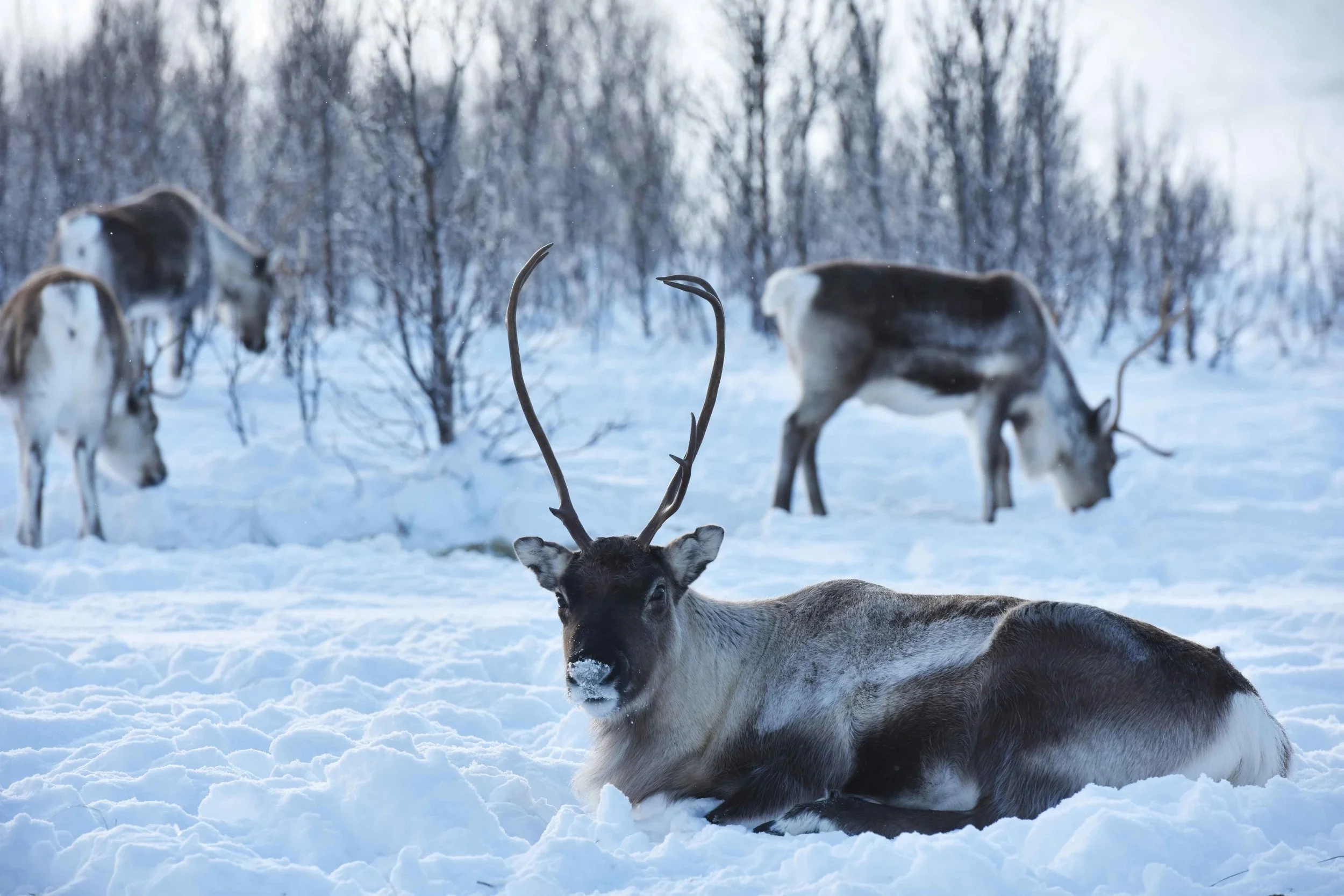 Reindeer family, reindeer farm near Tromso, Norway. Image©thingstodot.com
