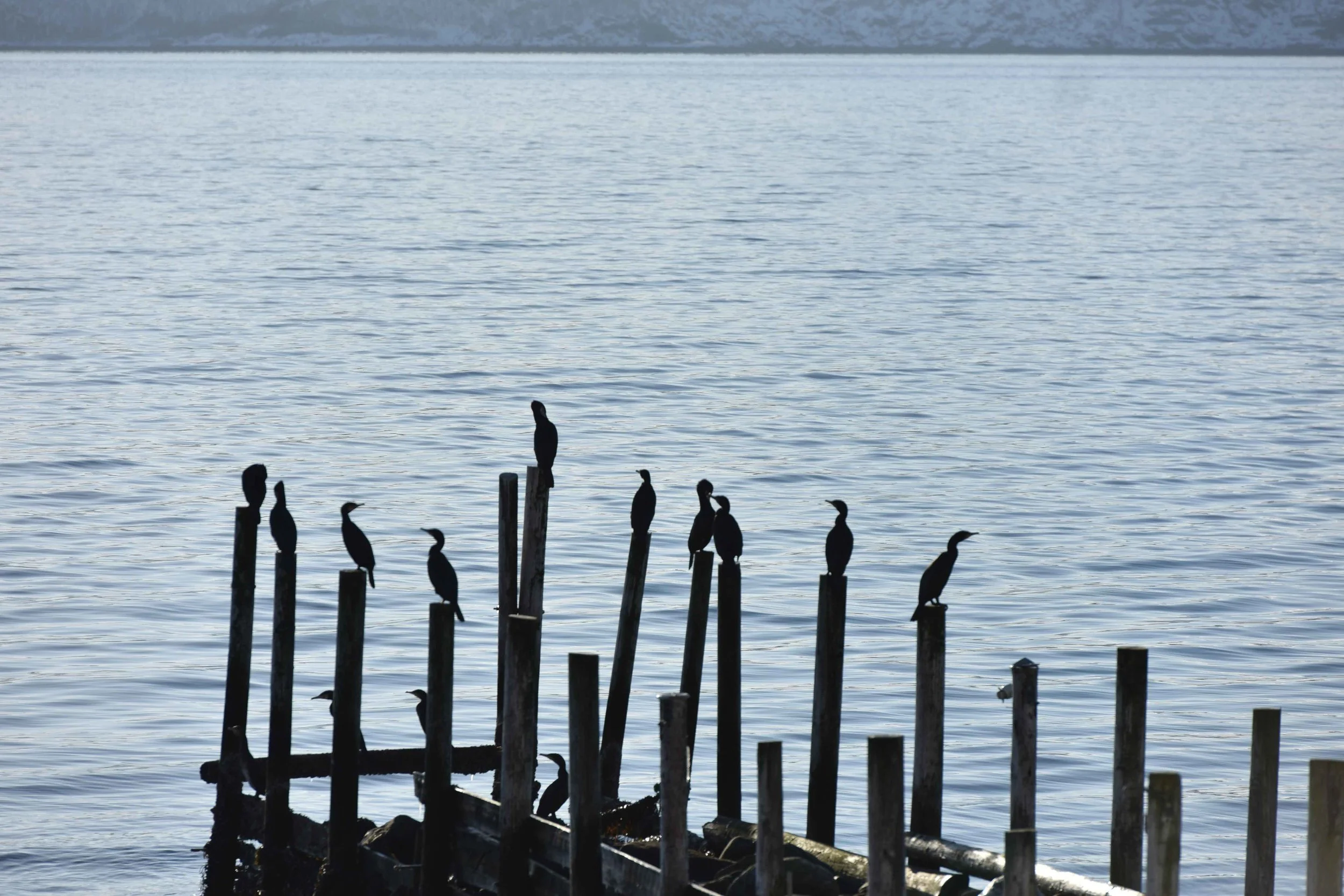 Fjord excursion, Arctic scenery near Tromso, Norway. Image©thingstodot.com