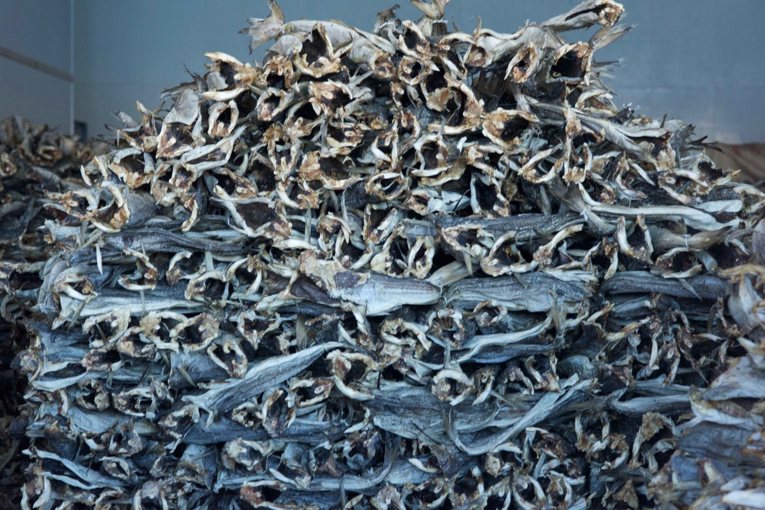 Dried fish, Havnnes, Uløya, Norway. Image©thingstodot.com
