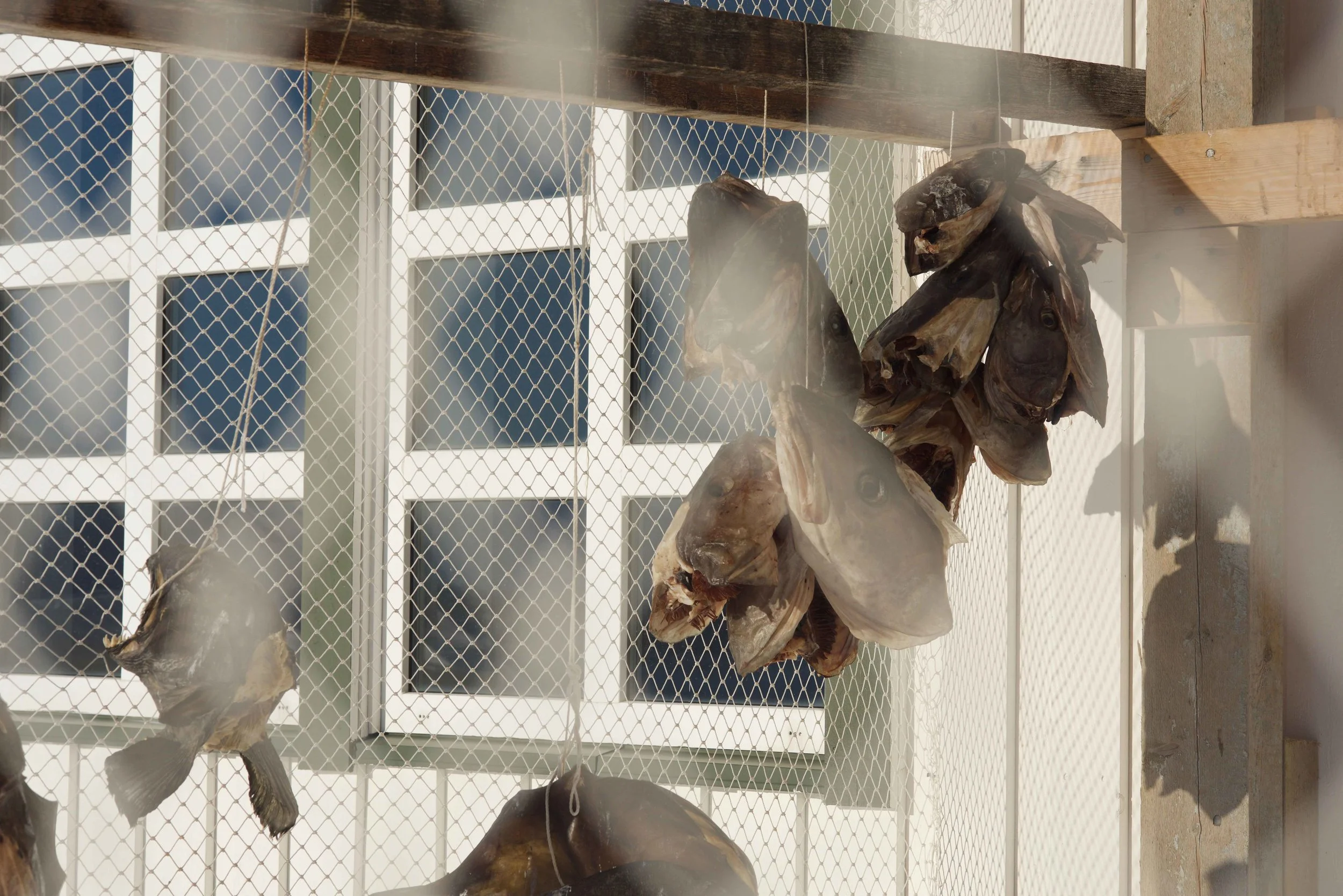 Dried fish, Havnnes, Uløya, Norway. Image©thingstodot.com