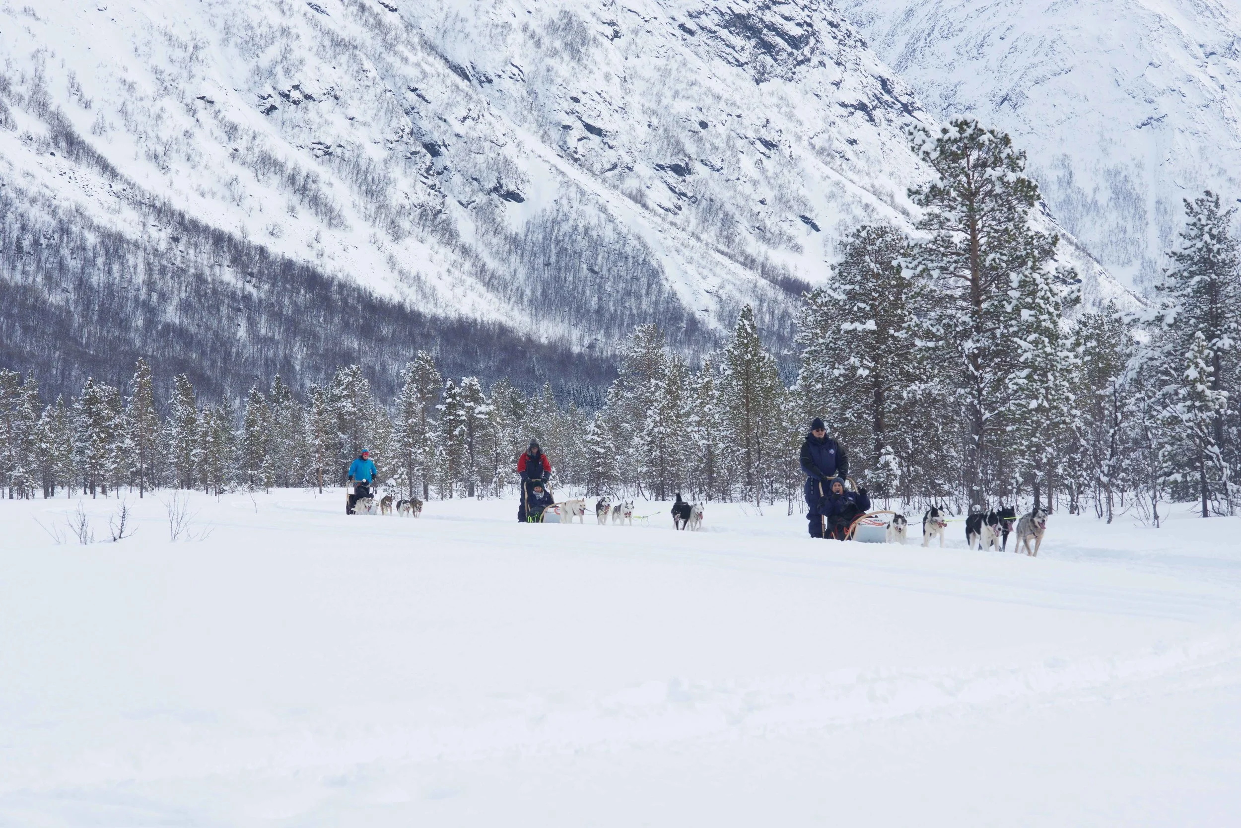 Dog sledging, organized by Lyngen Lodge, Arctic Circle, Norway. Image@thingstodot.com