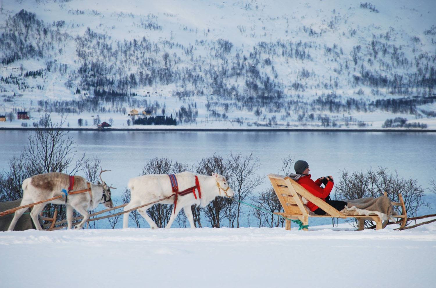 Reindeer Sledging, Tromso, Norway. Photo: Youssef Amaaou. Image©Youssef Amaaou