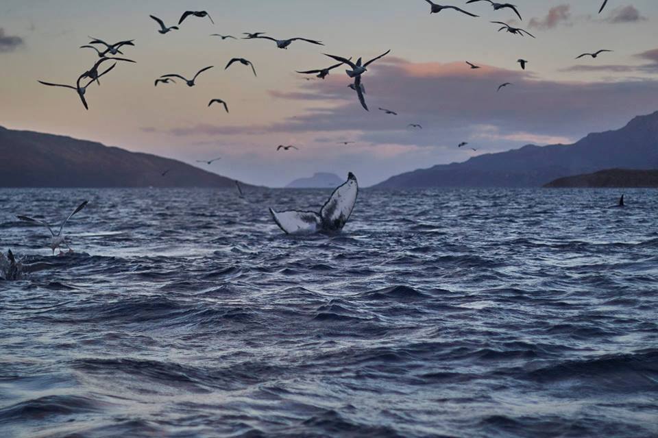 Whale Spotting, Tromso, Norway. Photo: Youssef Amaaou. Image©Youssef Amaaou