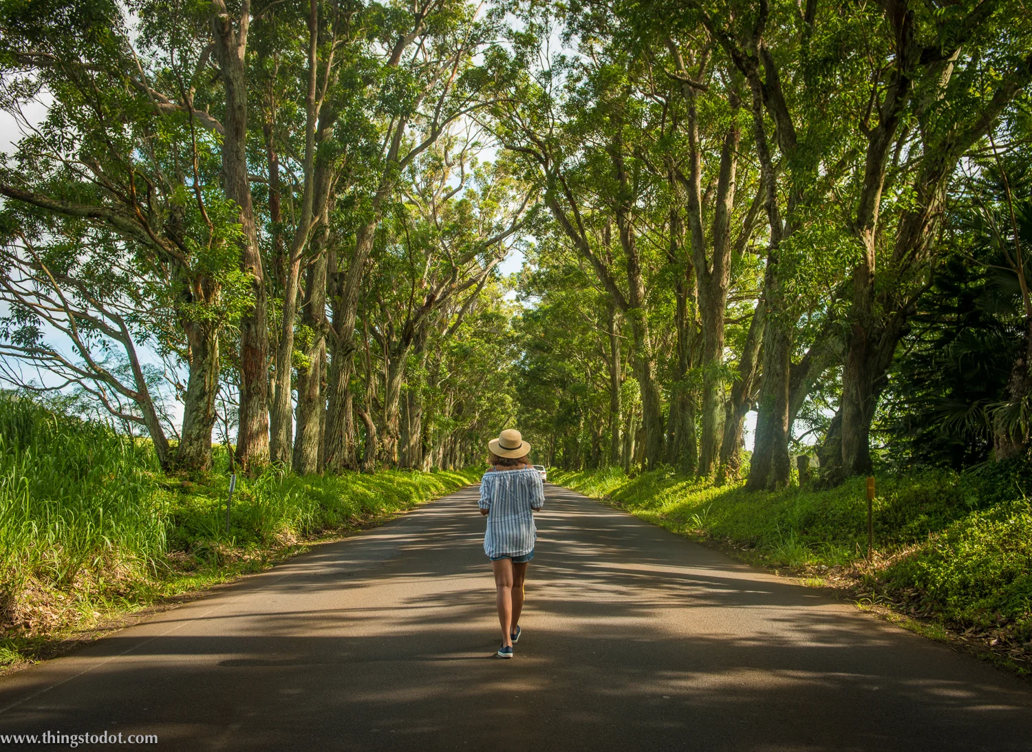  Tree Tunnel, Kauai, Hawaii, USA. Photo: www.pk-worldwide.com. Image©www.thingstodot.com