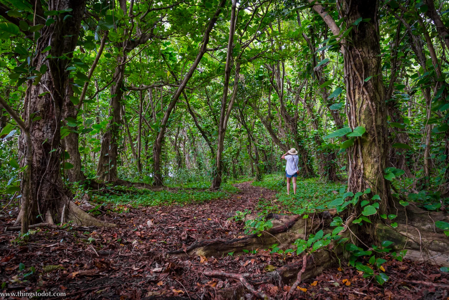 Ke'e beach, forest, Kauai, Hawaii. Photo: Gerald Prickett. Image©www.thingstodot.com