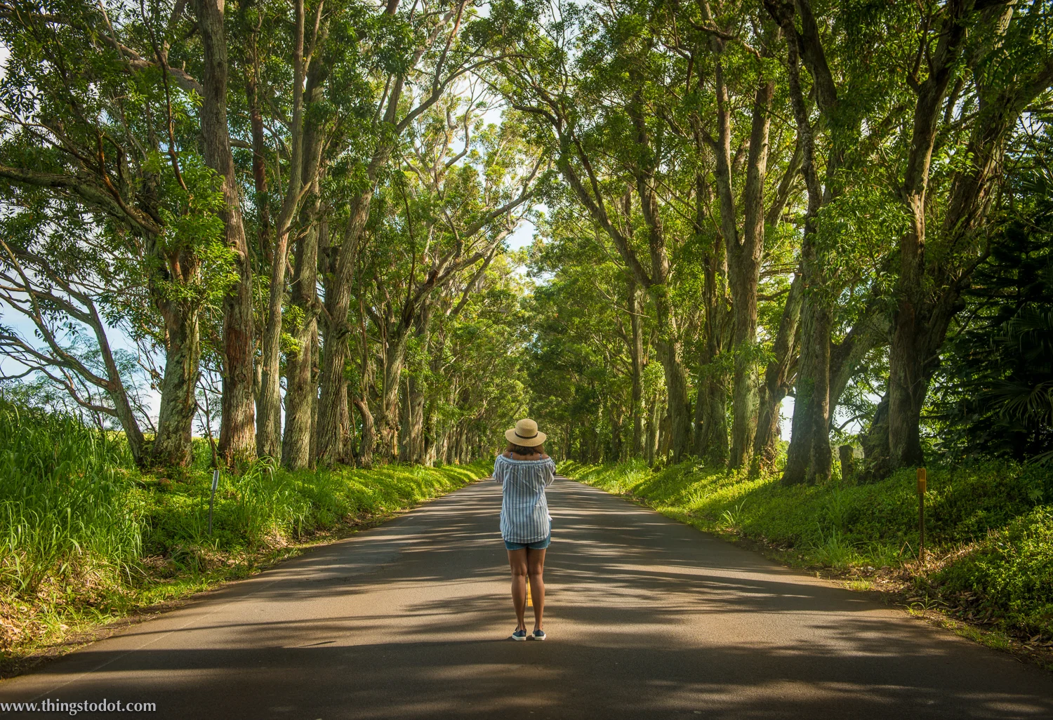 Tree Tunnel, Kauai, Hawaii. Photo: Patrick Kelley, www.pk-worldwide.com. Image©www.thingstodot.com