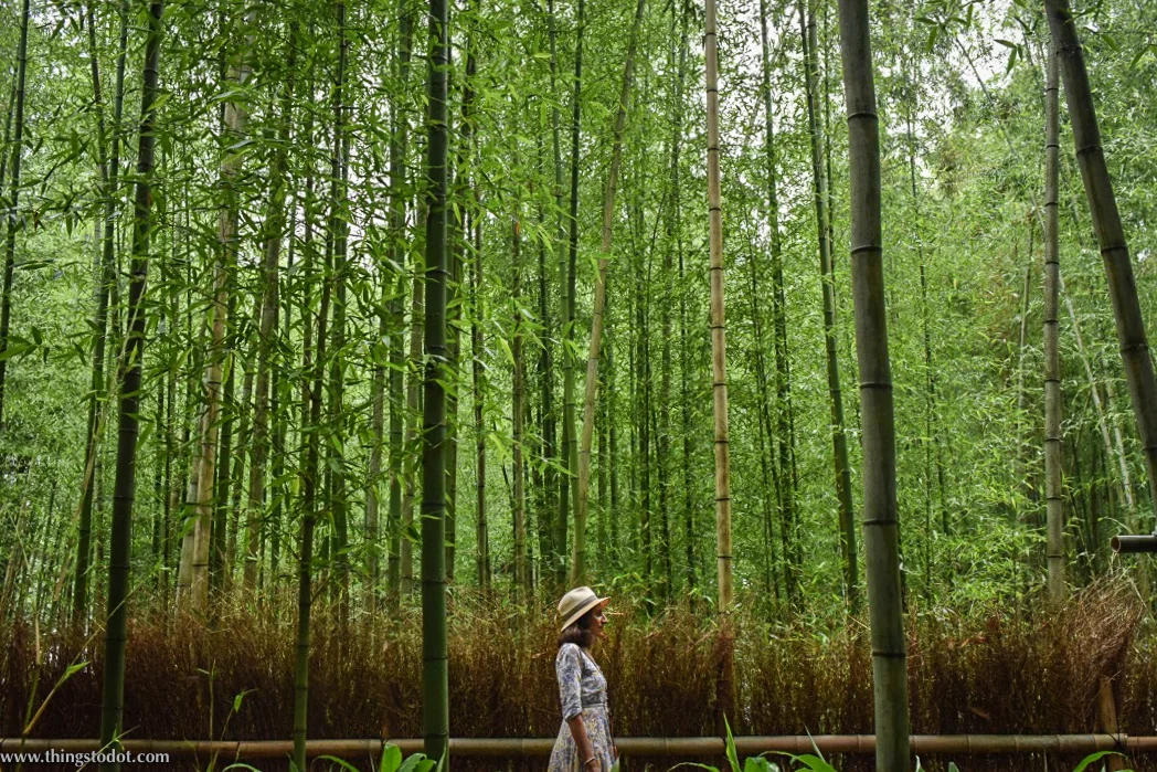 Arashiyama Bamboo Grove, UNESCO World Heritage Site, Kyoto, Japan. Image©www.thingstodot.com.