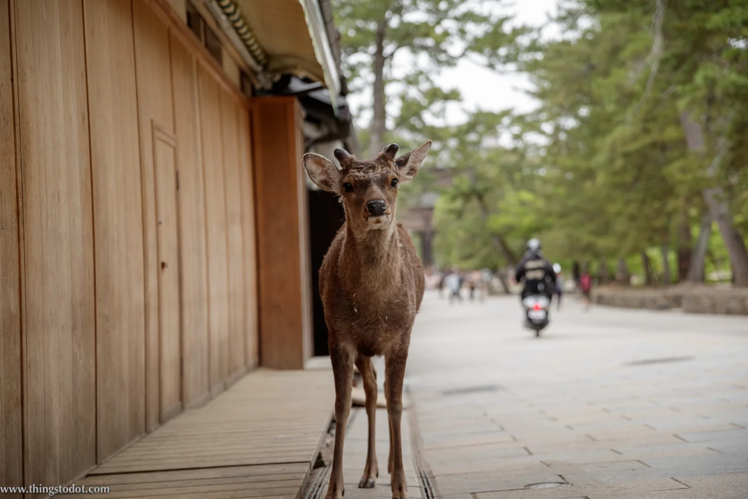 Todai-ji, Nara, Japan. Photo: Kosuke Arakawa (www.kosukearakawa.com). Image©www.thingstodot.com.
