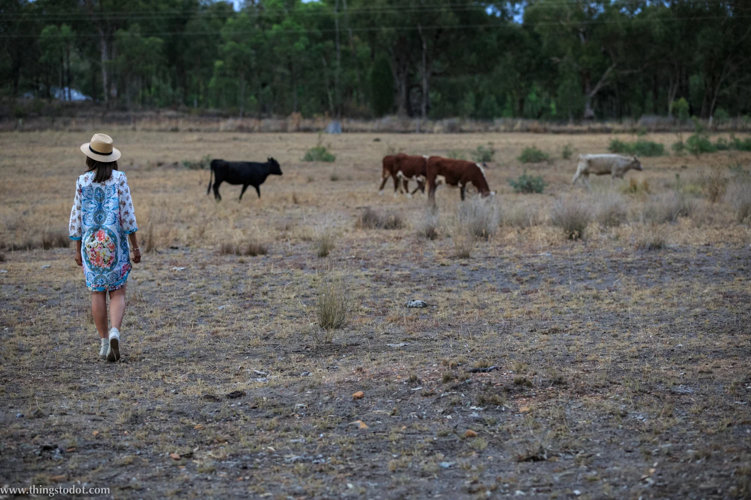 Traveling Stock Reserve, Mudgee NSW, Australia. Photo:Noel Dawson, Image©www.thingstodot.com.