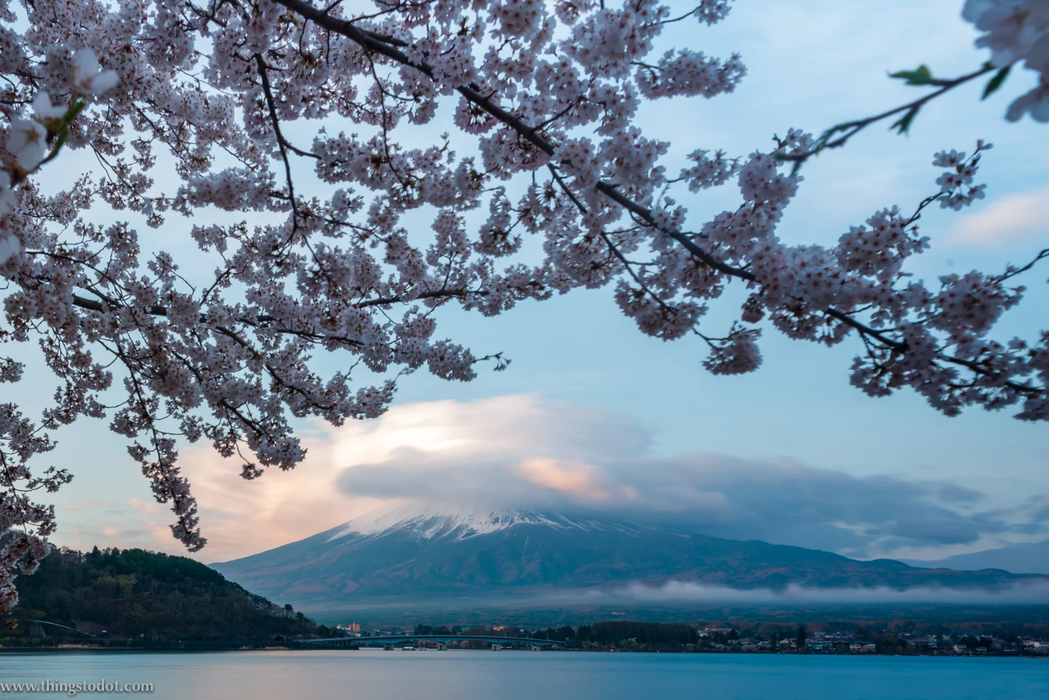 Lake Kawaguchiko, Mount Fuji, cherry blossoms, sakura, Fuji, Japan. Photo: Yuga Kurita. Image©www.thingstodot.com.
