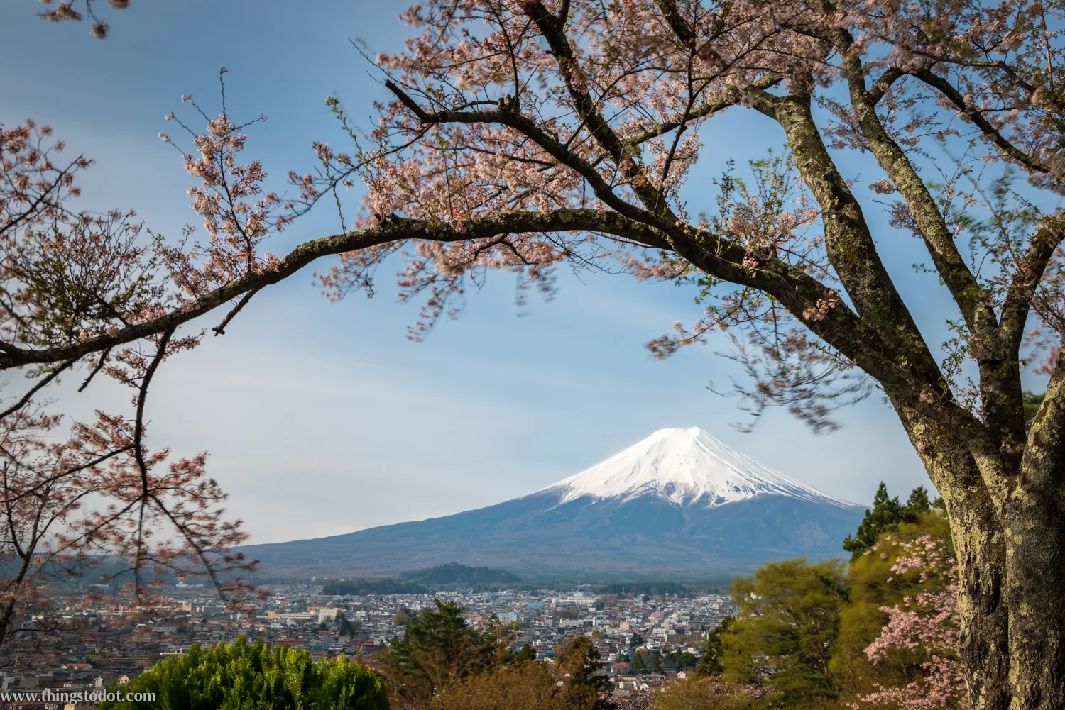 Sakura, cherry blossoms, Japan, Fujimi Kotoku Koeni. Photo: Yuga Kurita. Image©www.thingstodot.com.