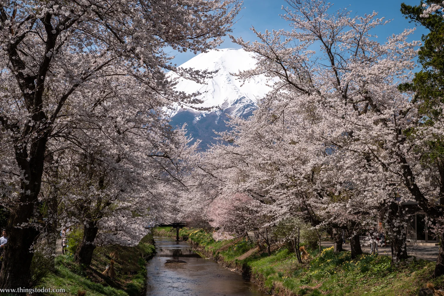 Sakura, cherry blossoms, Mount Fuji, Japan, Shinnasho River, near Oshino Hakkai. Photo: Yuga Kurita. Image©www.thingstodot.com.