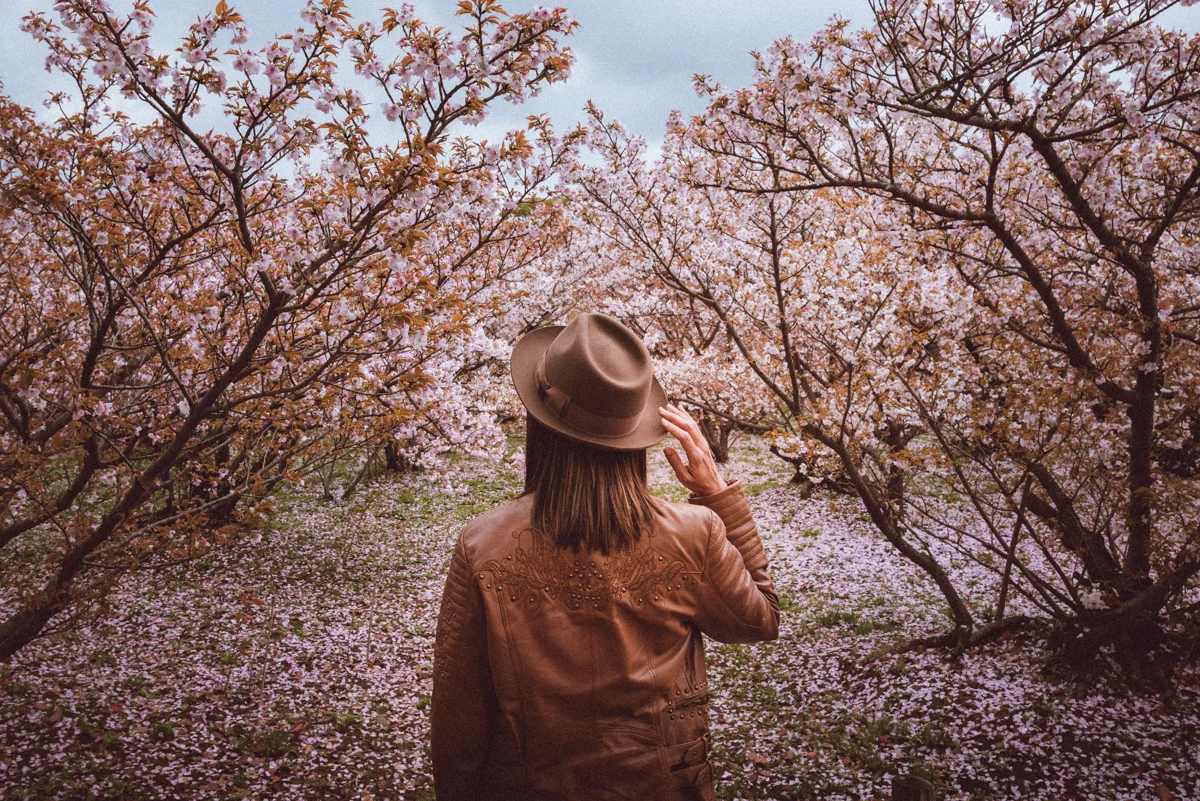 Ninnaji Temple, Kyoto, falling cherry blossoms petals. Photo © Gunjan Virk.