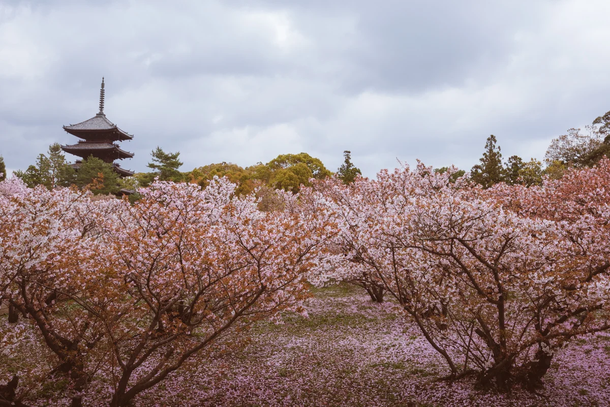 Ninnaji Temple, Kyoto, falling cherry blossoms petals. Photo © Gunjan Virk.