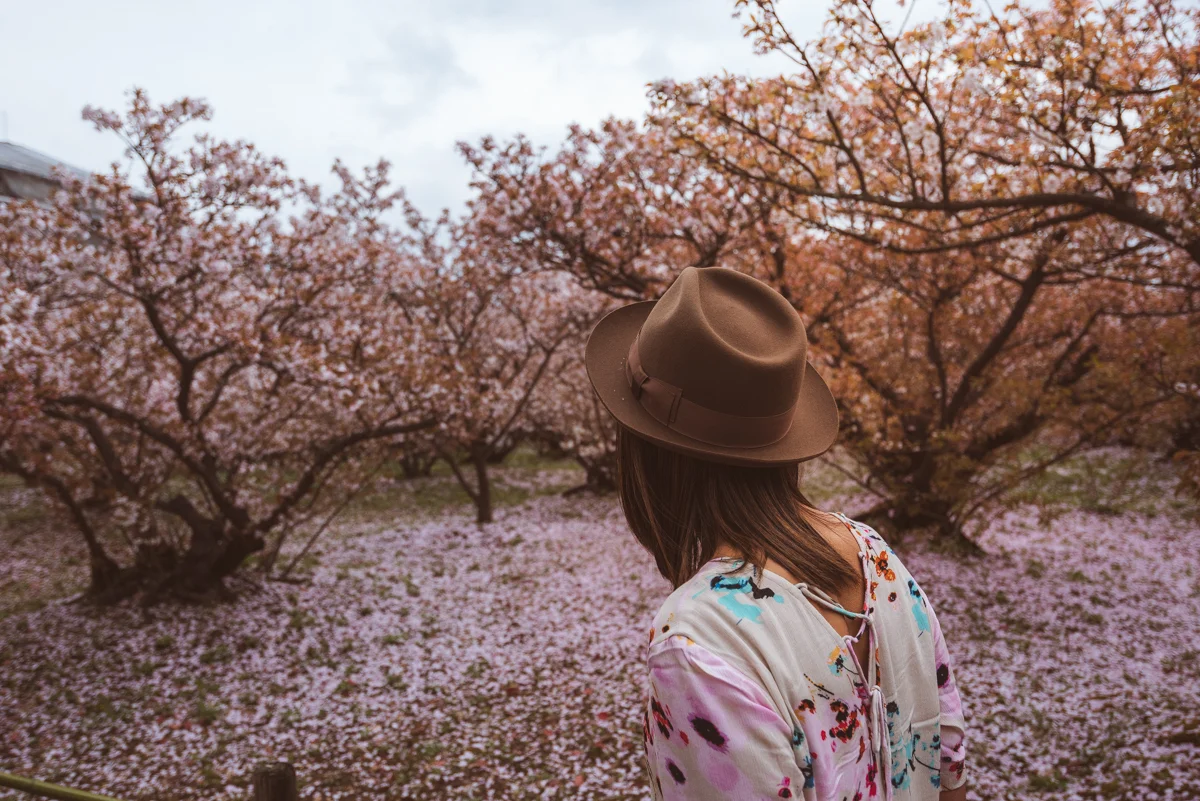 Ninnaji Temple, Kyoto, falling cherry blossoms petals. Photo © Gunjan Virk.