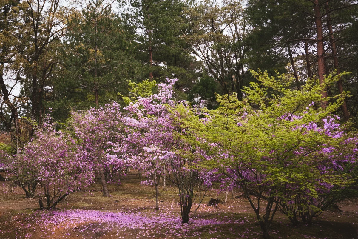 Ninnaji Temple, Kyoto, falling cherry blossoms petals. Photo © Gunjan Virk.