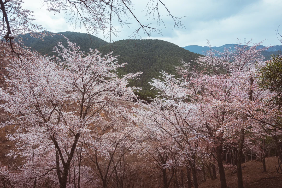 Mount Yoshino, Japan, cherry blossom viewing. Photo © Gunjan Virk.