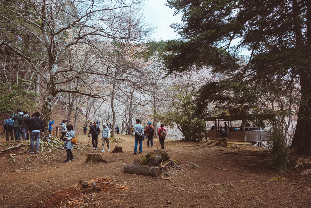 Mount Yoshino, Japan, cherry blossom viewing. Photo © Gunjan Virk.
