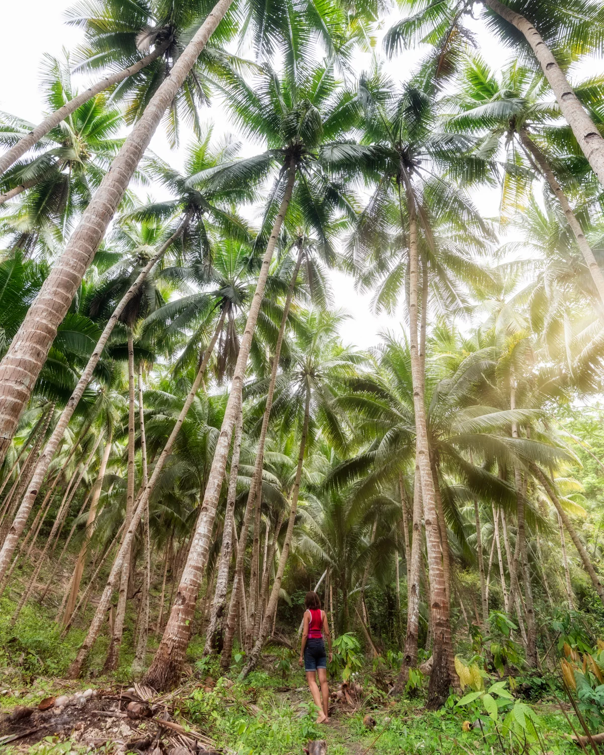 Binalay Hidden Falls, palm trees, Samboan, Cebu, Philippines. Photo: Brad Chilby (https://chilby.com.au), ©www.thingstodot.com.