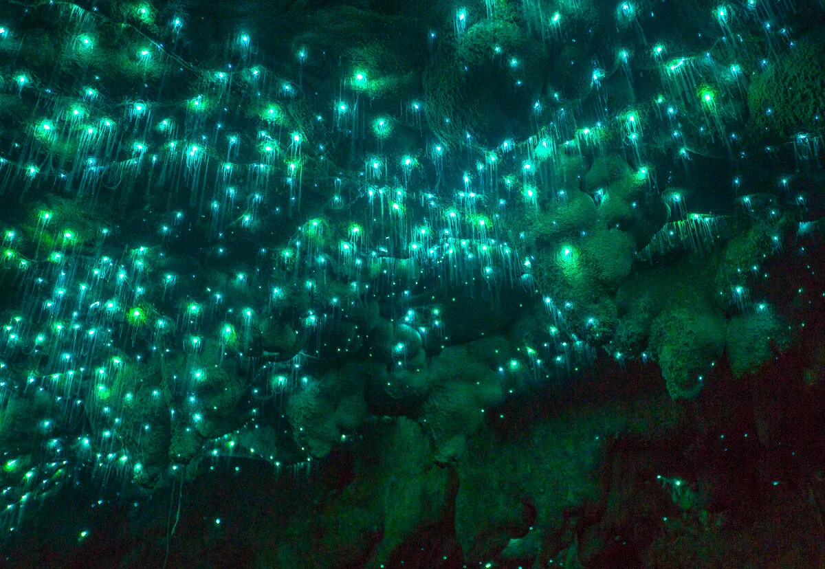 Glowworm cave, Metro Cave/Te Ananui Cave, New Zealand South Island (West Coast). Photo by Neil Silverwood. Photo©www.thingstodot.com