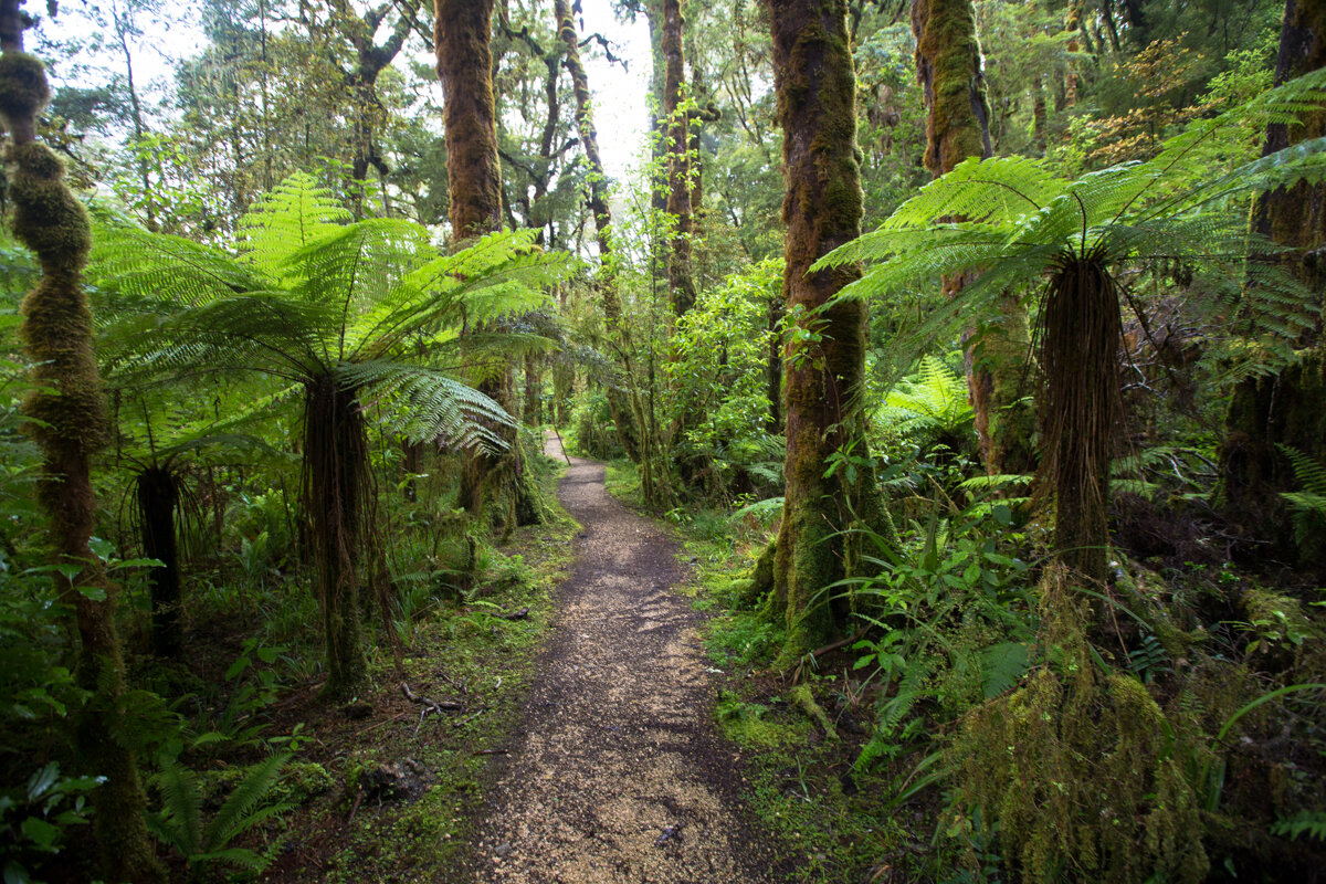Oparara Basin, New Zealand South Island West Coast. Photo: Neil Silverwood. Photo©Neil Silverwood.