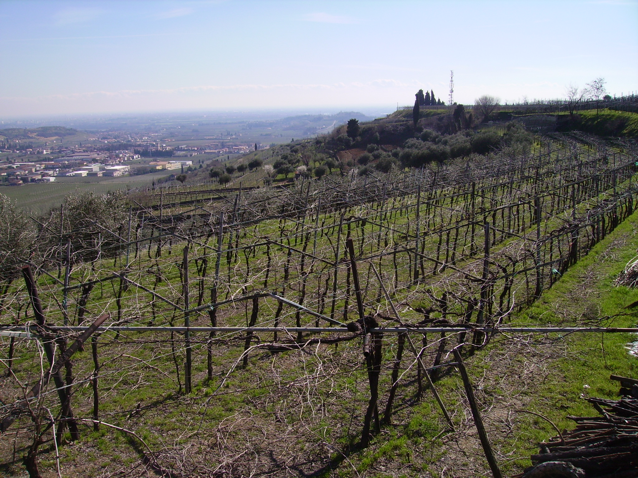 The vineyard before tying the vines