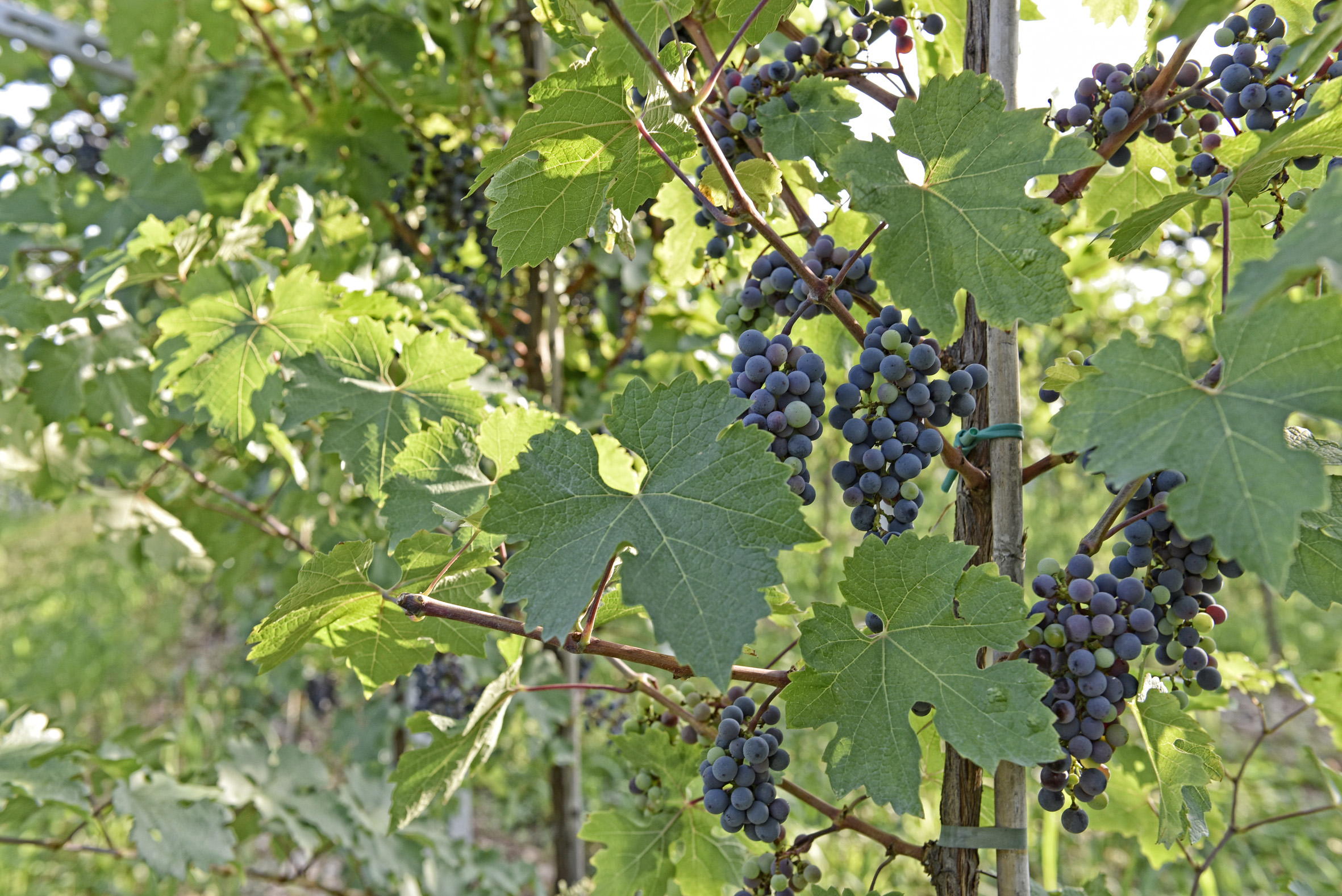 The vineyard and its fruits