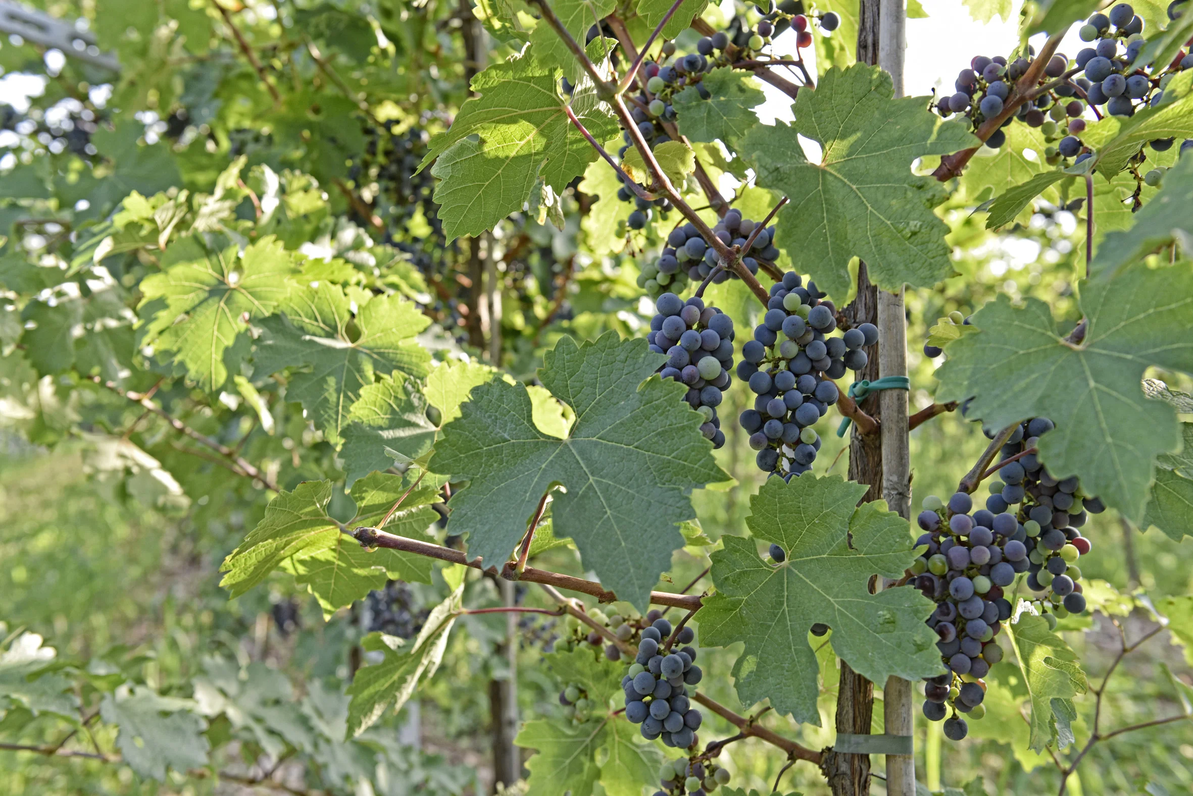 The vineyard and its fruits