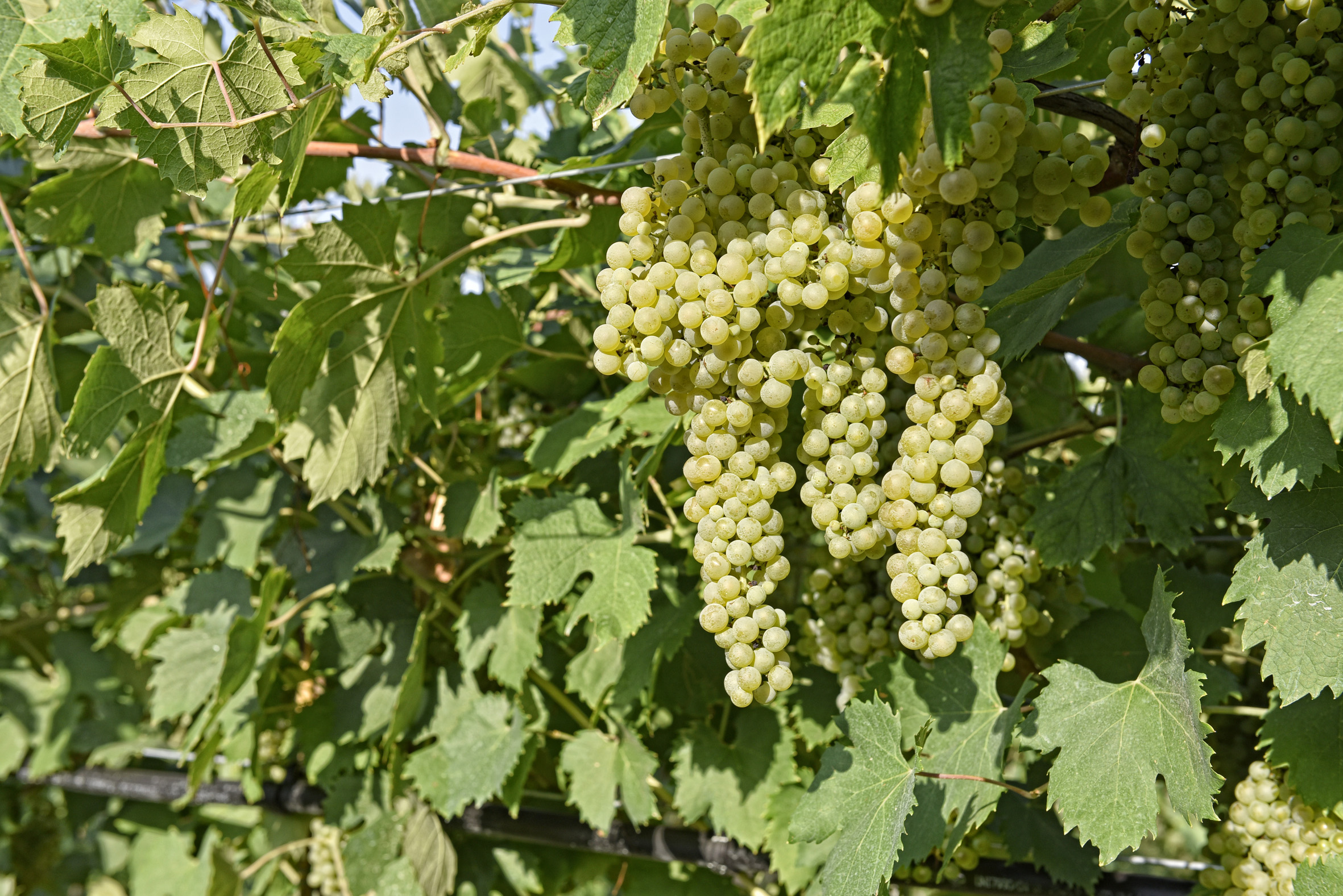 The vineyard and its fruits