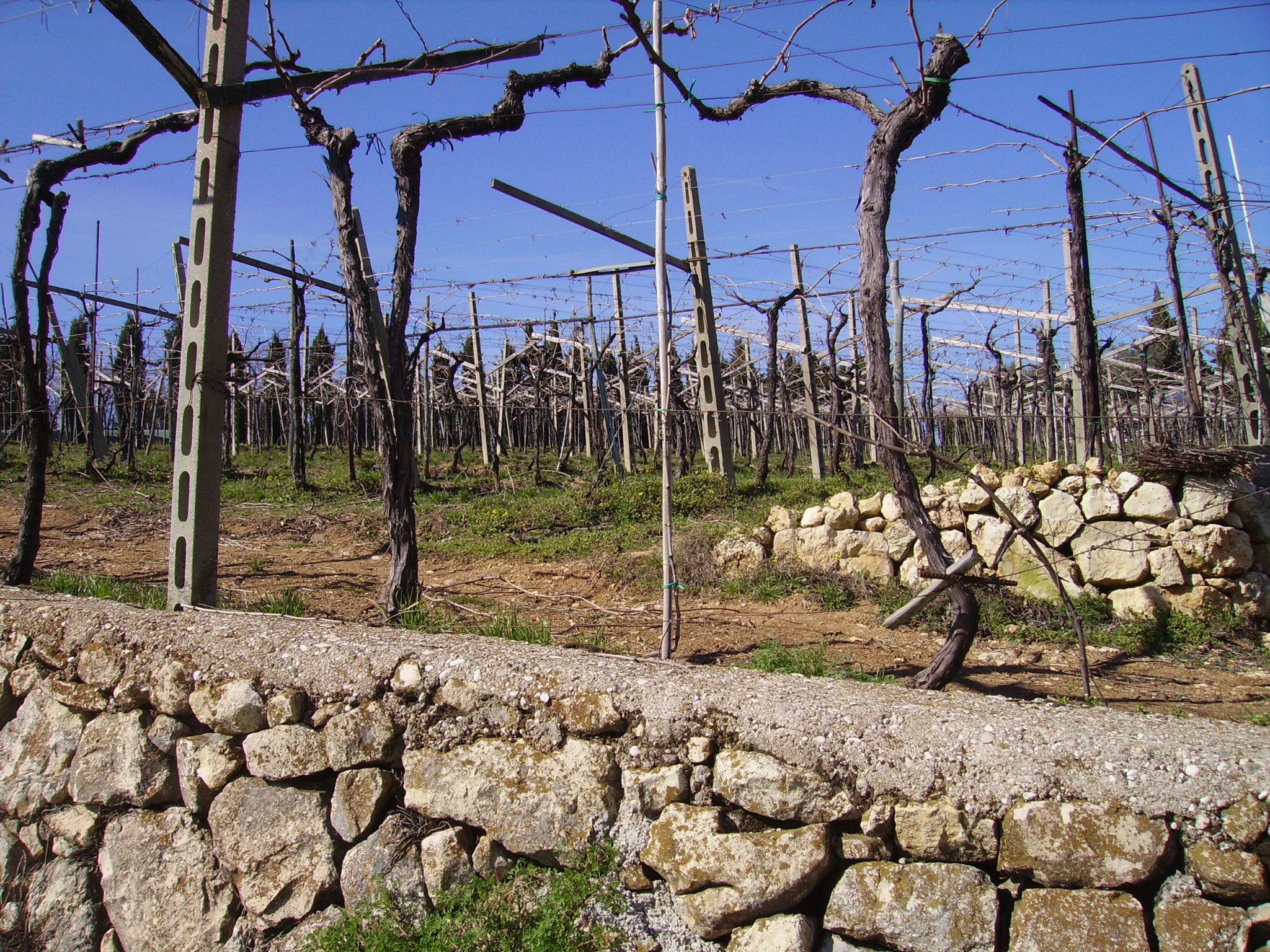 The marogne, our dry-stone walls