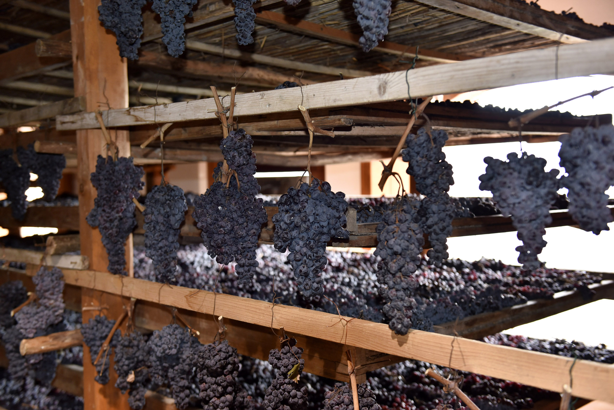 The grapes laid out to dry