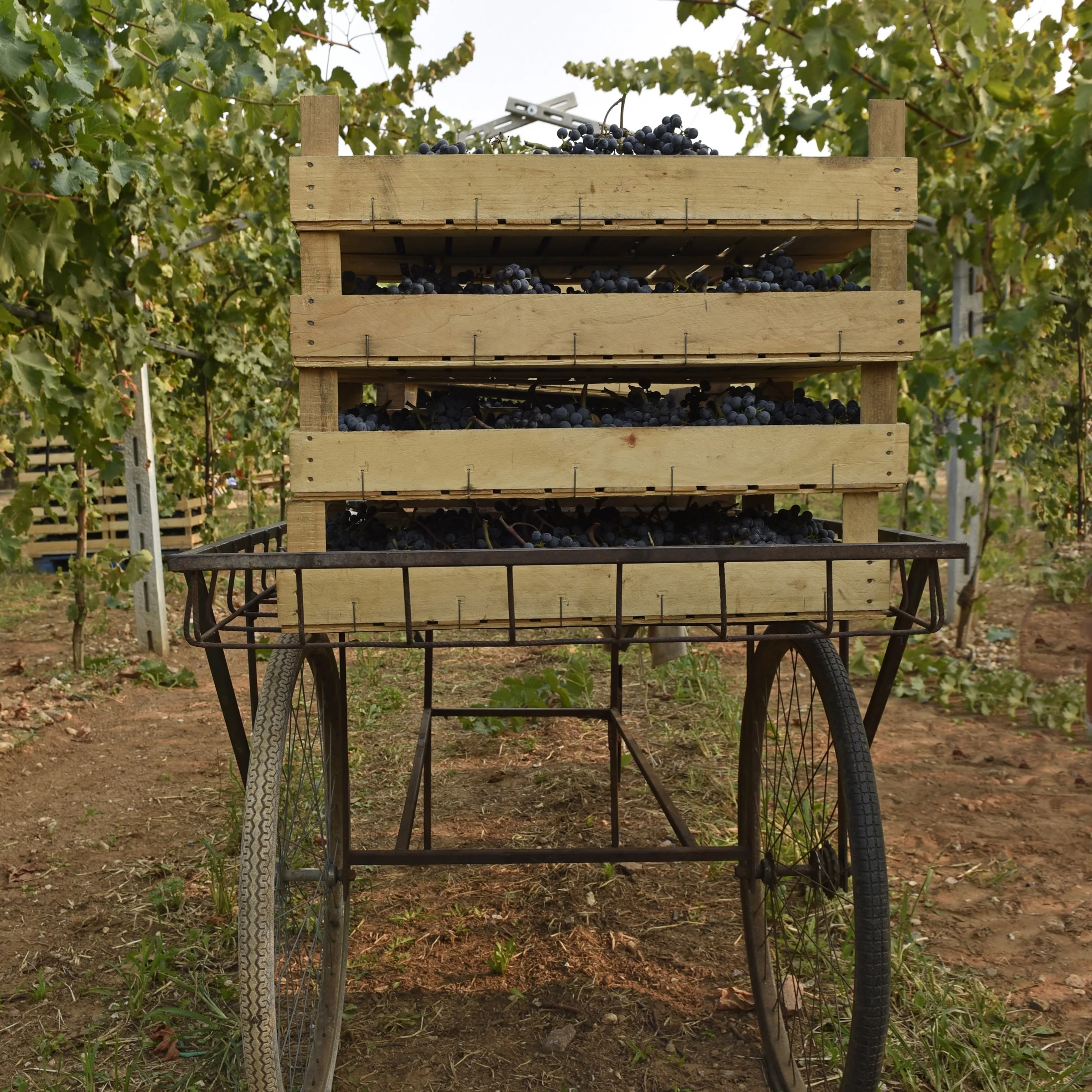 Vendemmia 2017 a Pescantina