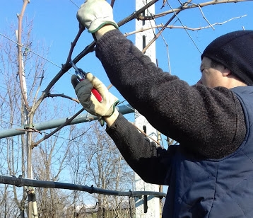 Contramalini - la potatura invernale 2018.jpeg