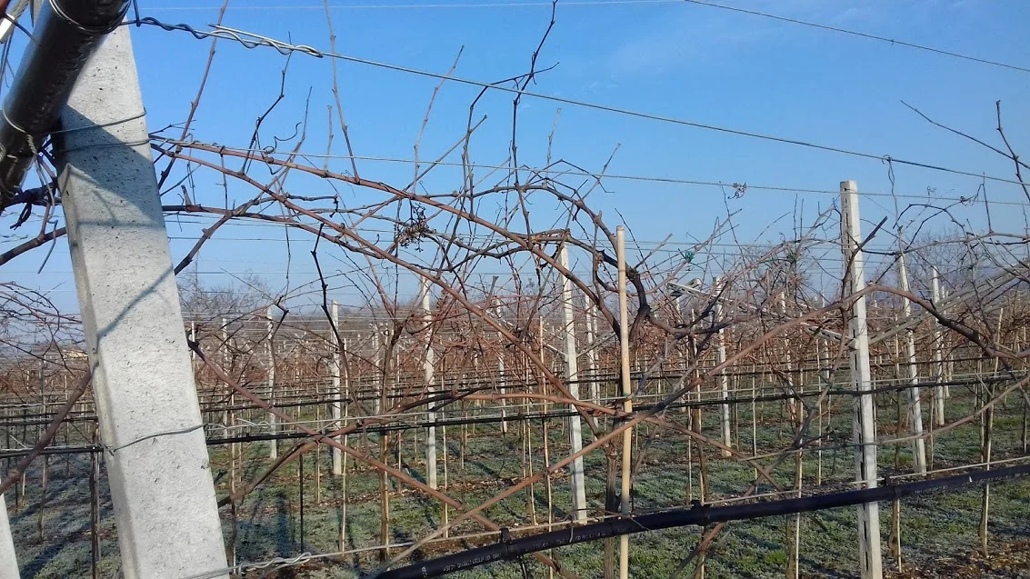 E via con la potatura: "scuminsién a scaulàr"