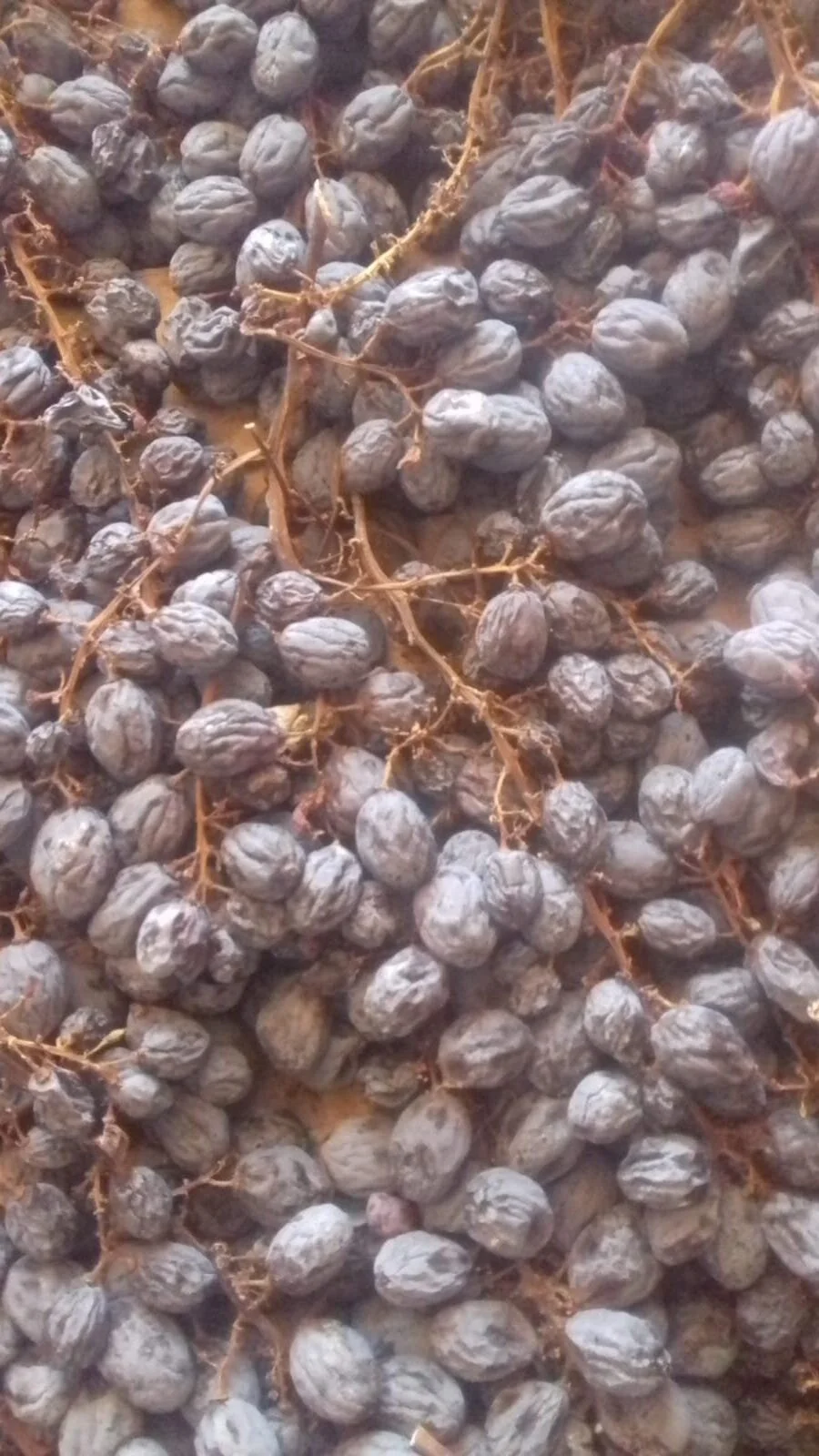 La pigiatura delle uve per l'Amarone