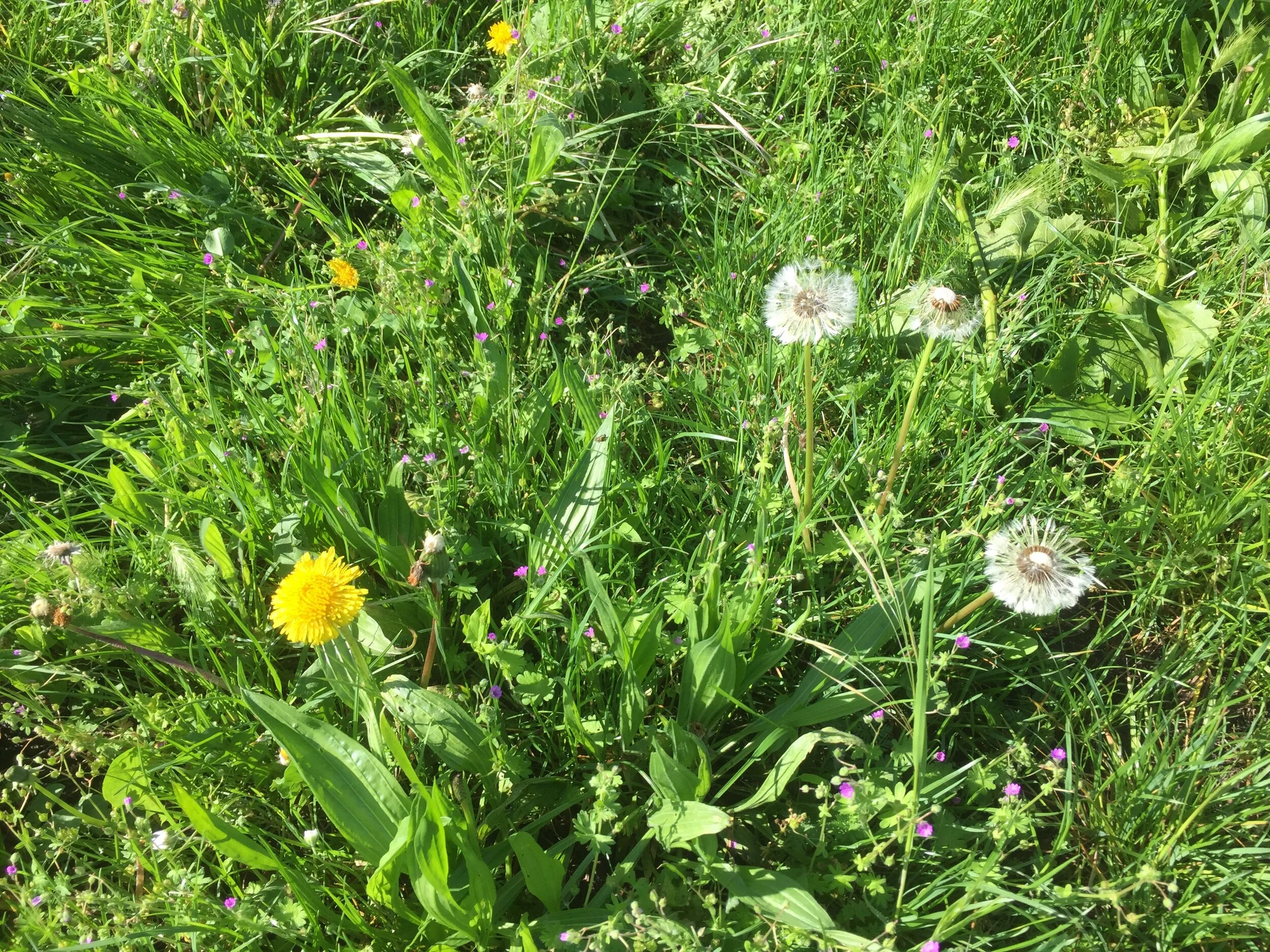 Palloncini bianchi e fiori gialli