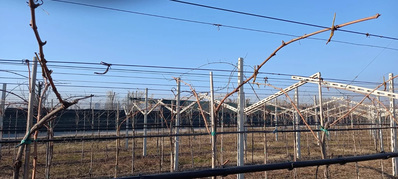 La leggenda della potatura