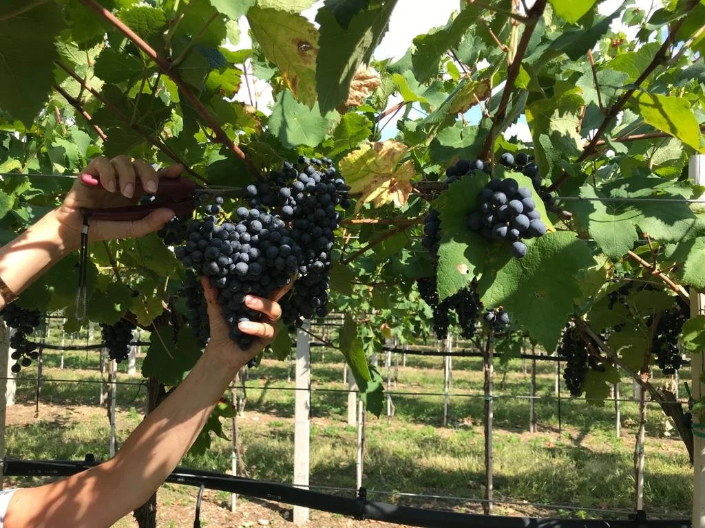 Prepariamoci alla vendemmia
