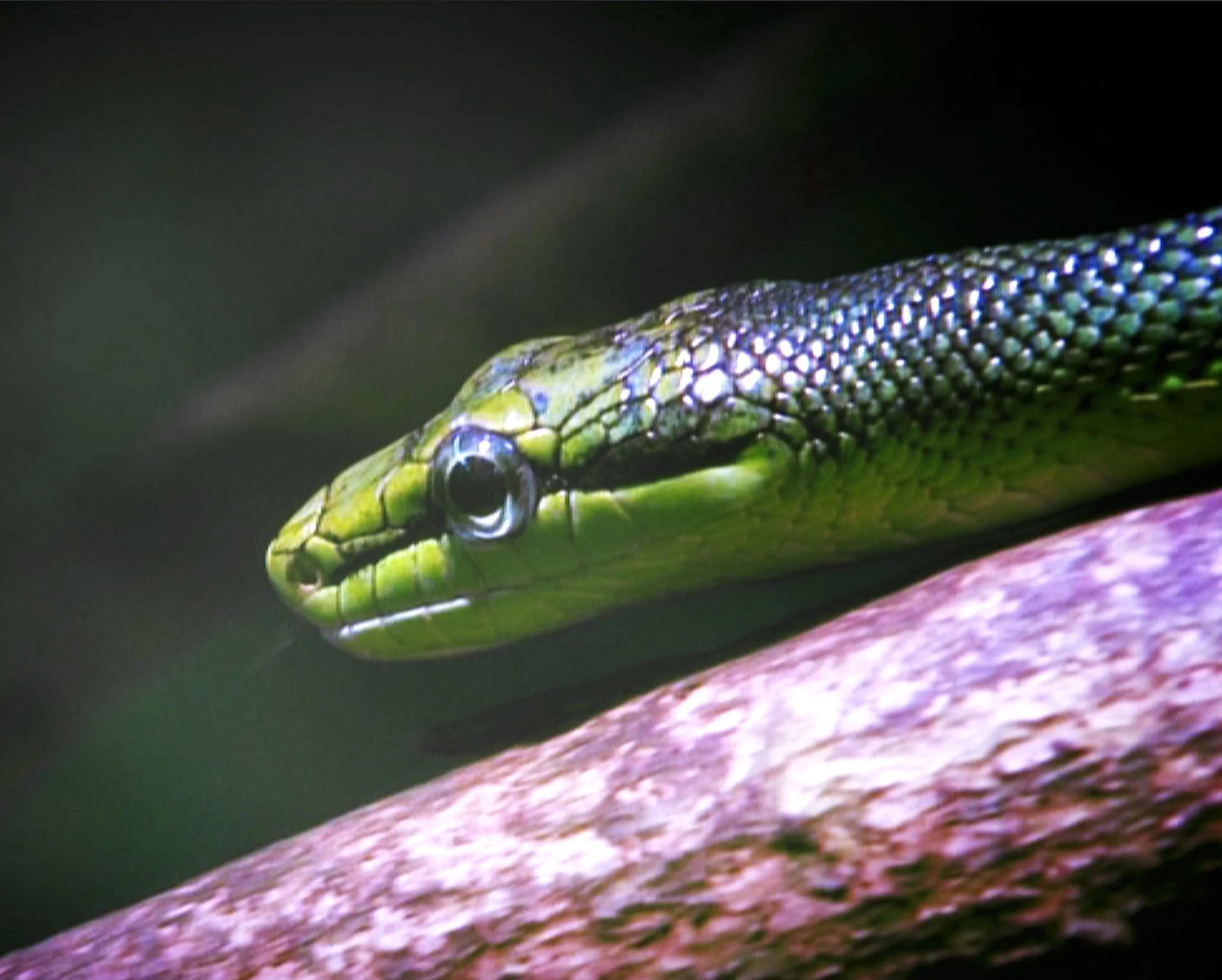 speelexpeditie yucatán