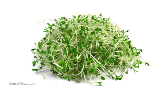 Sprouts-Isolated.jpg