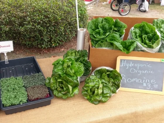 hydroponic.jpg