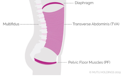 Core Muscles.png