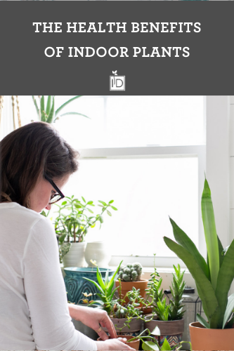 The Health Benefits of Indoor Plants ~Laura Vien