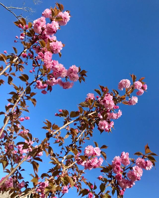 🌸🌸🌸🌸🌸🌸🌸🌸🌸#spring in the #mountains #cherryblossom #skyblue
