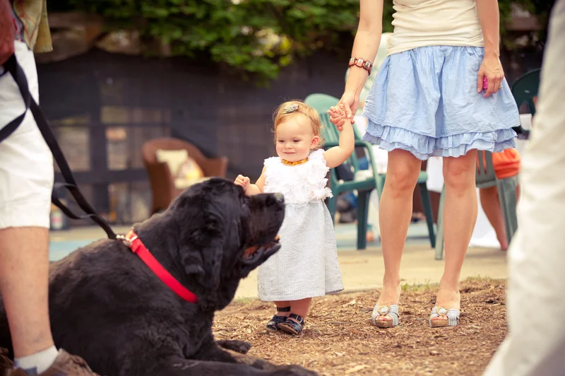 Wedding guests and large dog
