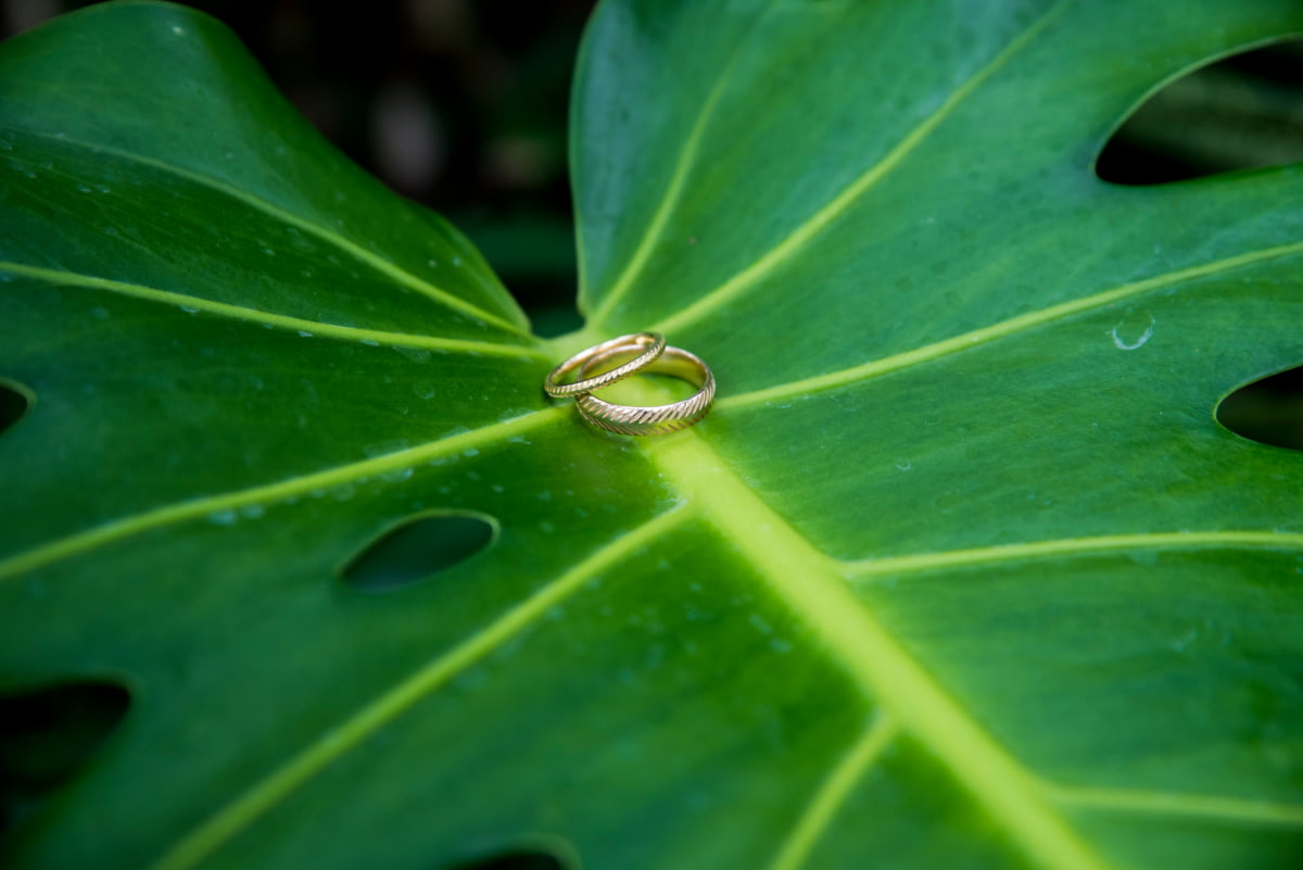 Wedding rings on Monstera leaf